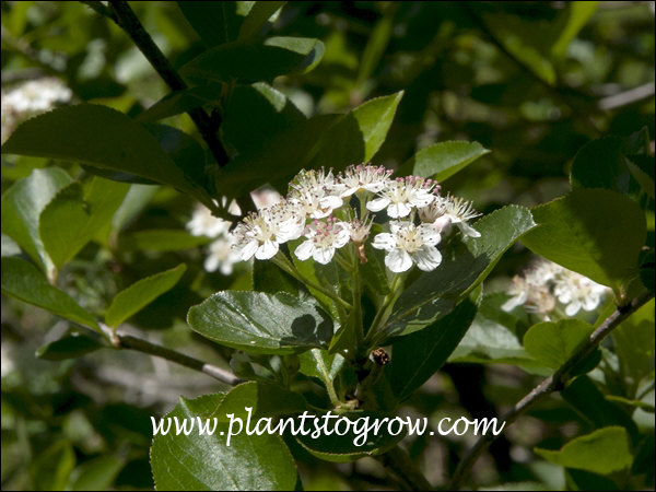 Purple Chokeberry (Aronia  x prunifolia) 
(May 3)